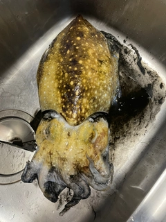 コブシメの釣果