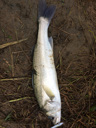 スズキの釣果