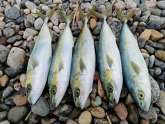 コゾクラの釣果