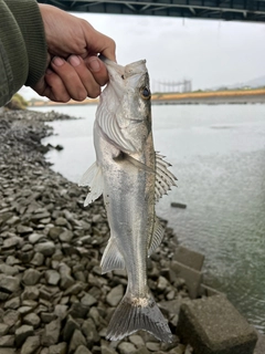セイゴ（タイリクスズキ）の釣果