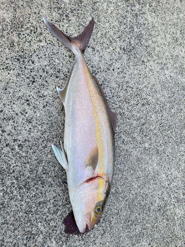 ネリゴの釣果