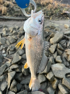 イシモチの釣果