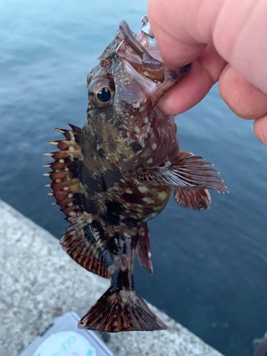 ムラソイの釣果