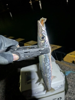 カマスの釣果
