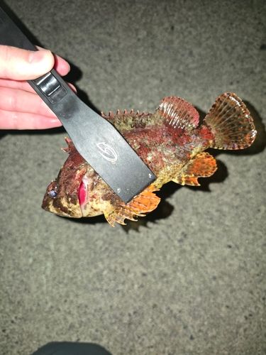 ヨロイメバルの釣果
