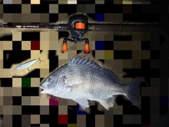 キビレの釣果