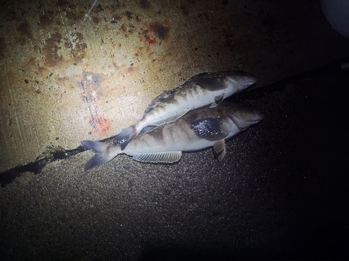 ホッケの釣果