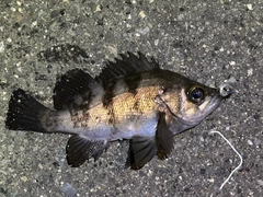 メバルの釣果