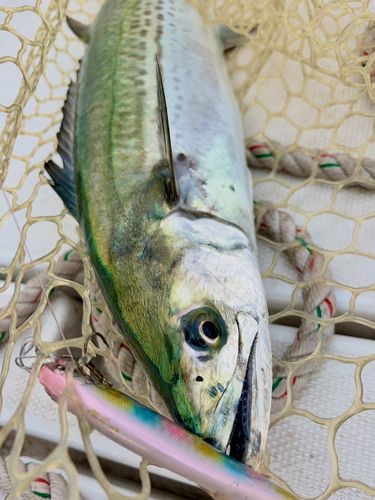 サワラの釣果
