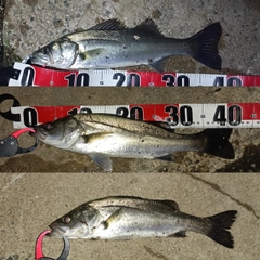 シーバスの釣果