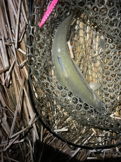 ウグイの釣果