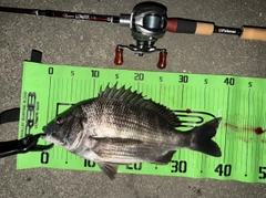 クロダイの釣果