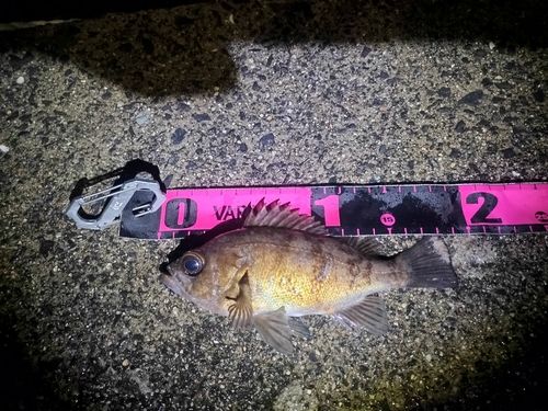 メバルの釣果