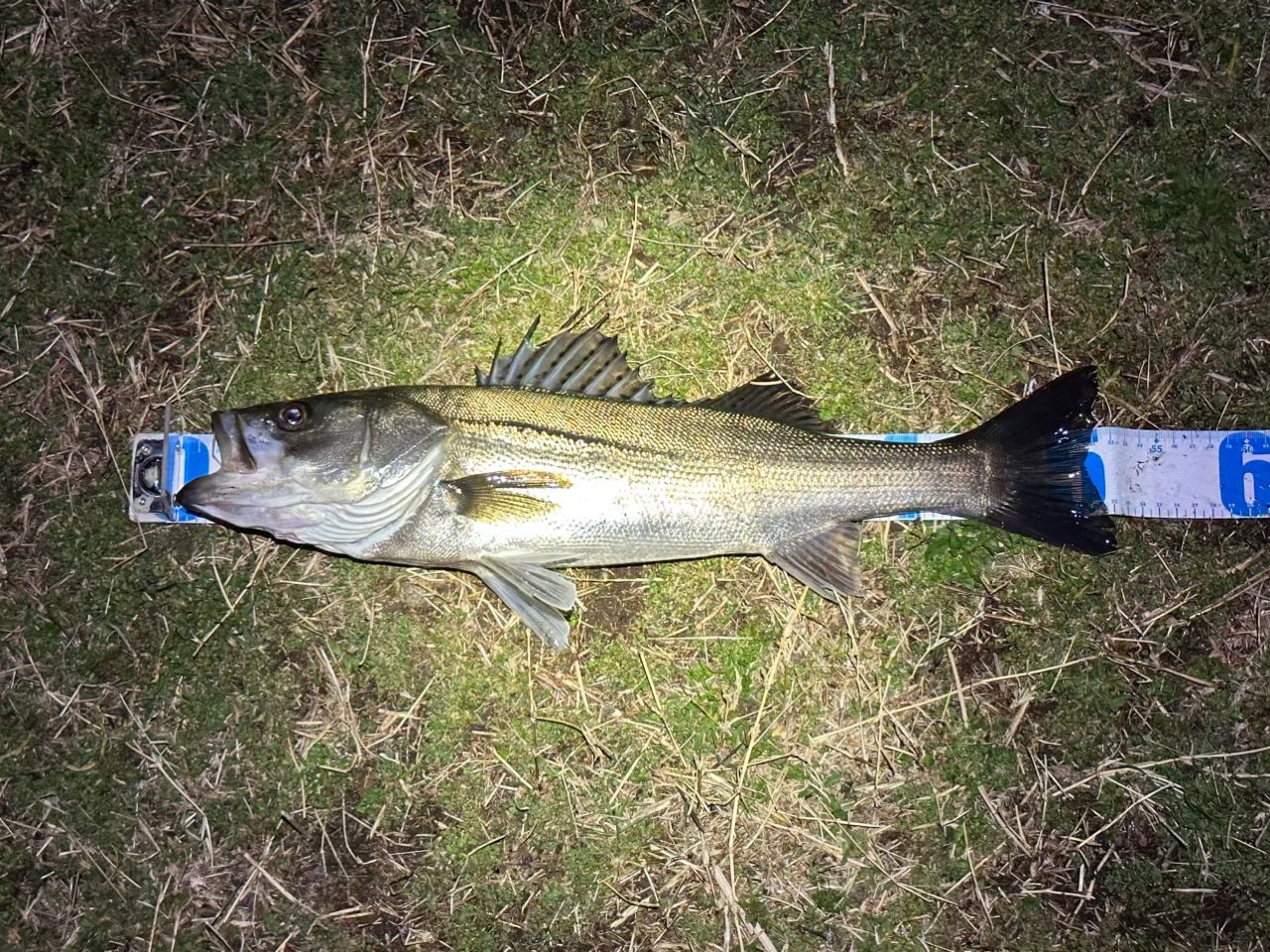 DAIWA 20ラテオ モバイル 90ML-4の最安値・インプレ・釣果 | 本音の