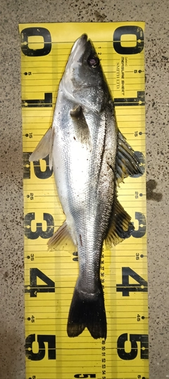 シーバスの釣果