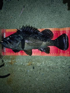 クロソイの釣果