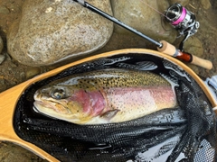 レインボートラウトの釣果