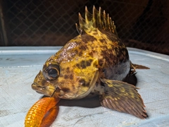 ムラソイの釣果
