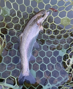 ニジマスの釣果