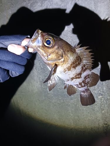 メバルの釣果