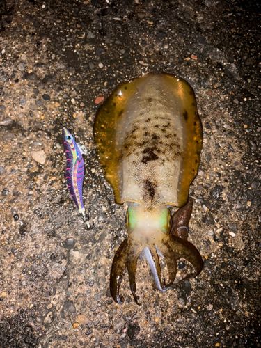 千葉県で釣れたアオリイカの釣り・釣果情報 - アングラーズ | 釣果600
