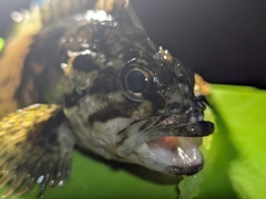 ムラソイの釣果