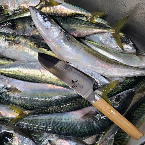 サバの釣果