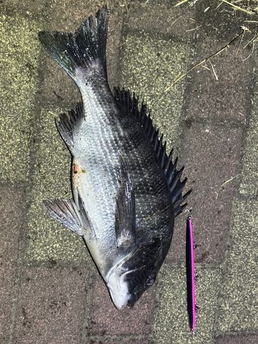 チヌの釣果