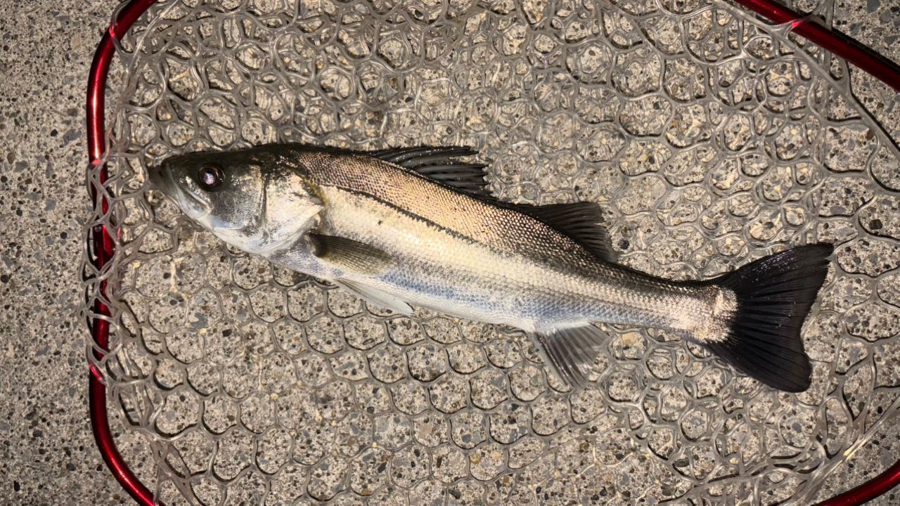 SHIMANO 18ディアルーナ S86L-Sの最安値・インプレ・釣果 | 本音の