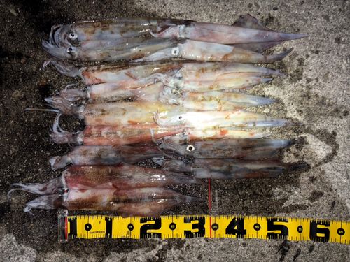 ヤリイカの釣果