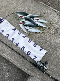 ツバイソの釣果