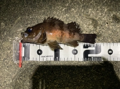 メバルの釣果