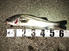 フッコ（マルスズキ）の釣果