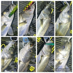 シーバスの釣果