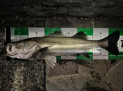 シーバスの釣果