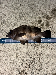 シロメバルの釣果
