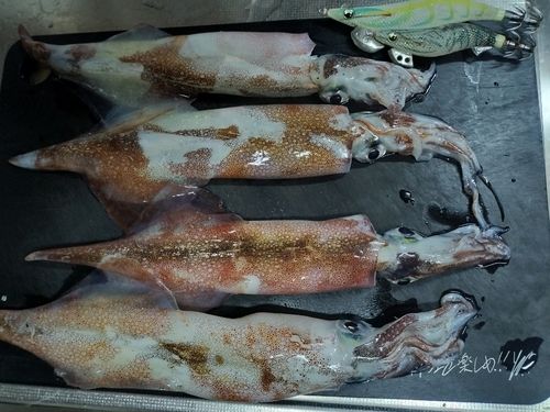 ヤリイカの釣果