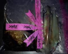 コウイカの釣果