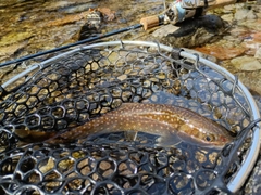 イワナの釣果