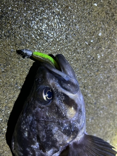 クロソイの釣果