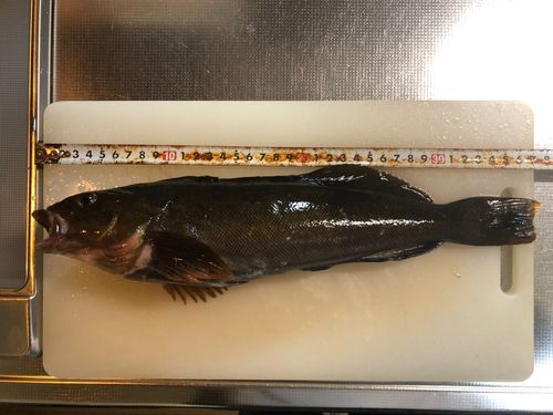 アイナメの釣果