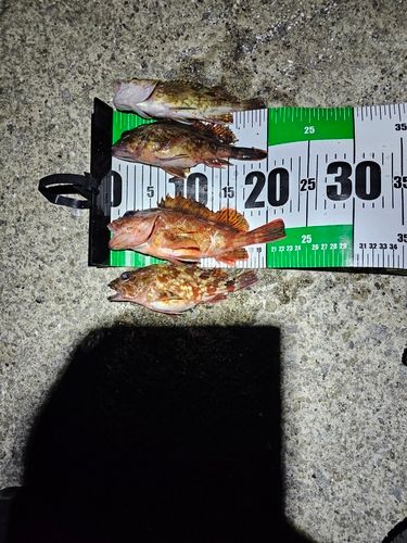 カサゴの釣果