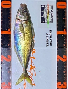 マアジの釣果