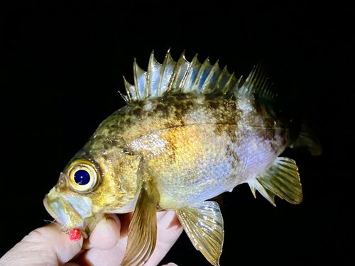 メバルの釣果