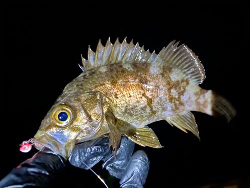 メバルの釣果