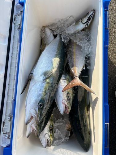 ネイリの釣果