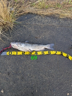 アメリカナマズの釣果