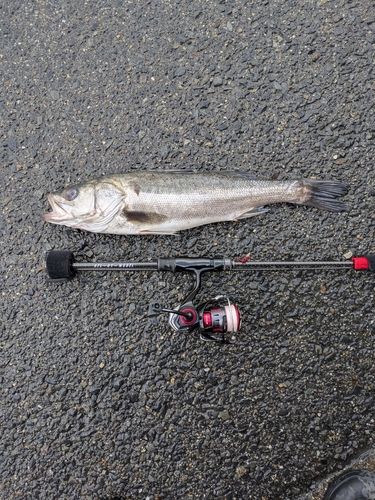スズキの釣果