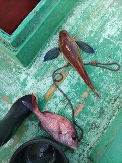 ホウボウの釣果
