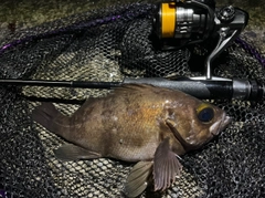 メバルの釣果